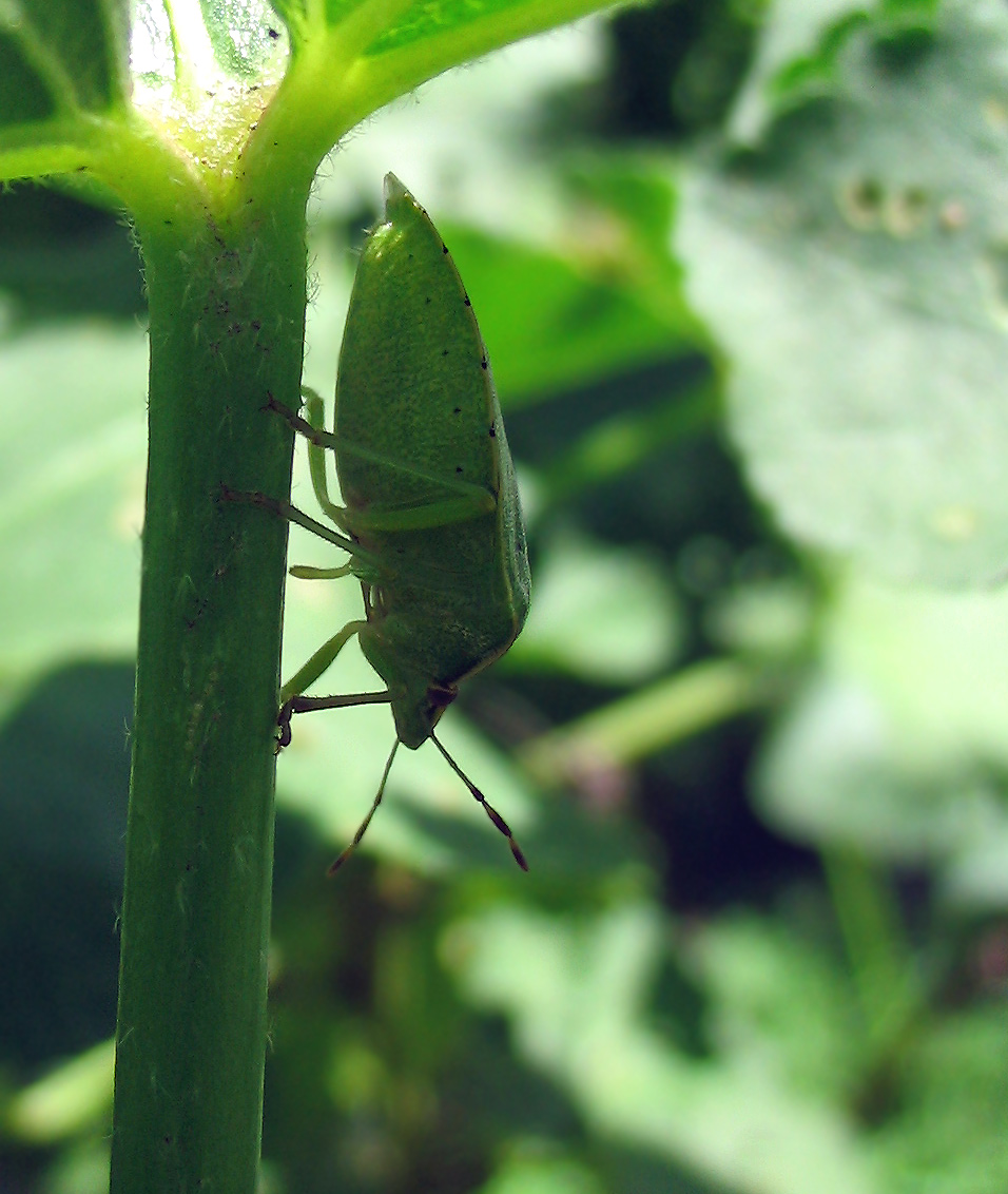 Nezara viridula